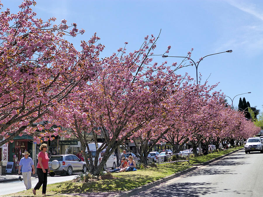 City Photograph - Blossoms on Road by Girish J