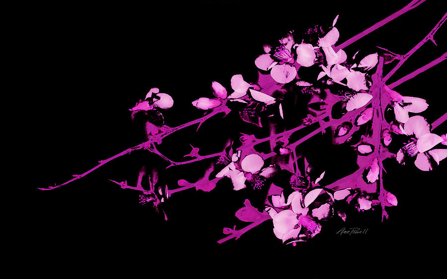Flower Digital Art - Blossoms Pink on Black by Ann Powell