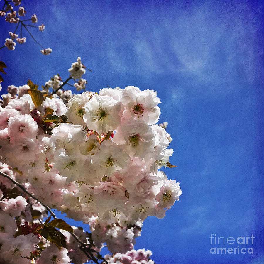 Blossoms Reach Photograph by Maria Janicki