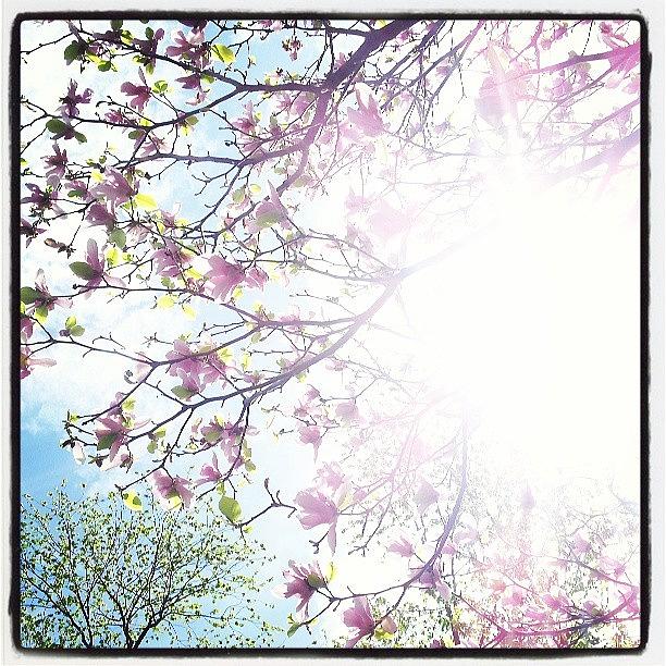 Spring Photograph - Blossoms #spring by Jennita Van Belle