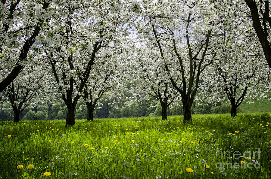 Blossoms Time Photograph by Bruno Santoro