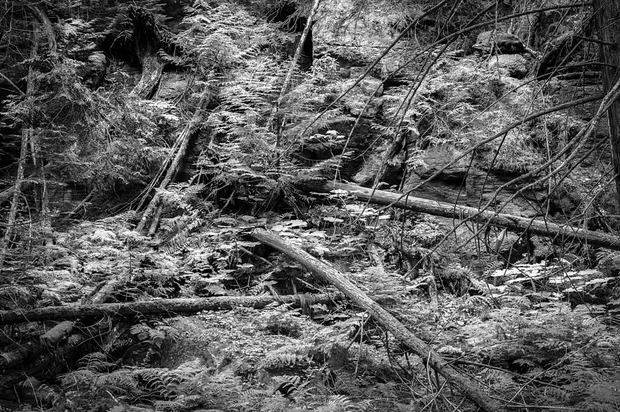 Blow Down Glacier National Park BW Photograph by Rich Franco