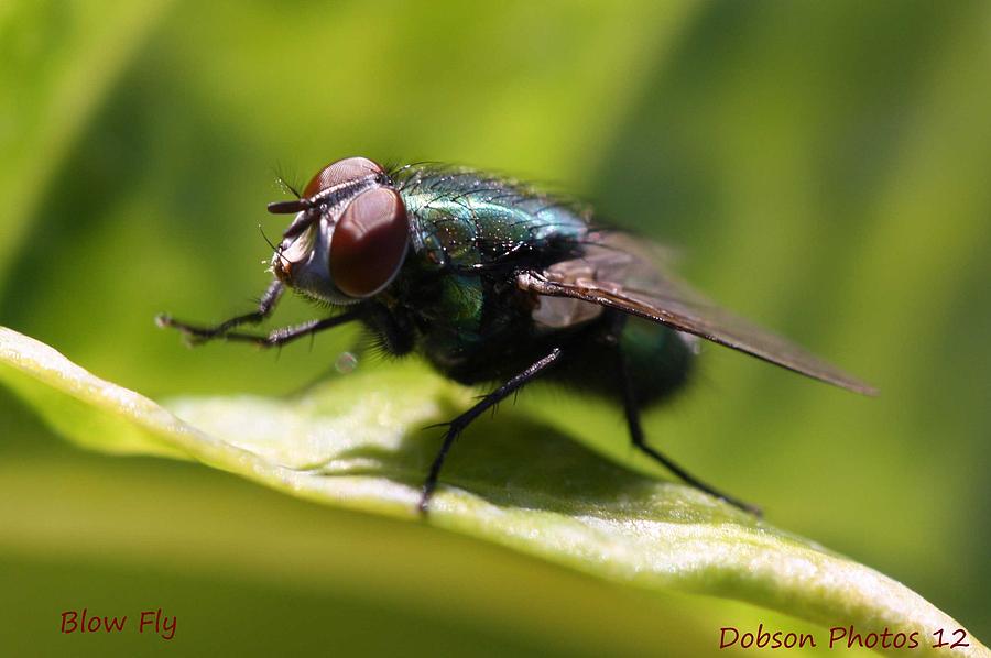 Blow Fly Photograph by Stacey Hampton - Fine Art America