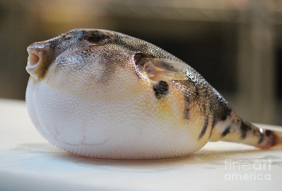 Blowfish 2 Photograph by Cynthia Snyder