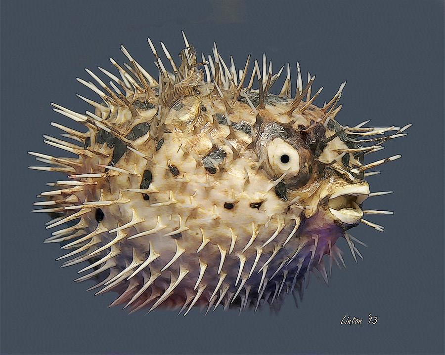 Blowfish Digital Art by Larry Linton
