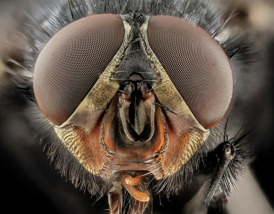Blowfly Head Photograph by Us Geological Survey