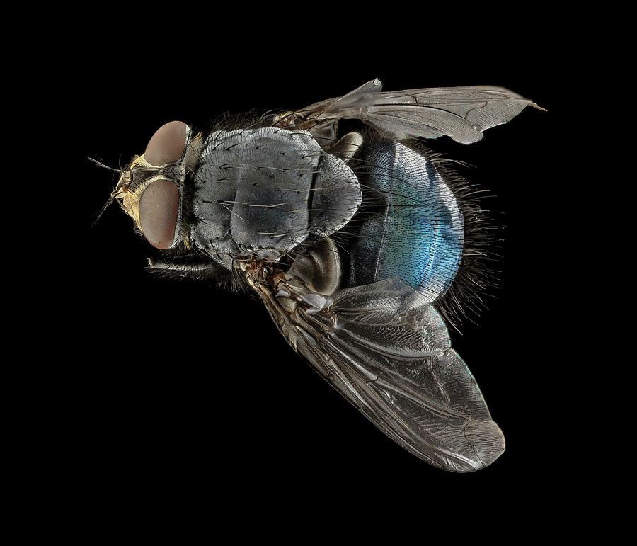 Blowfly Photograph by Us Geological Survey