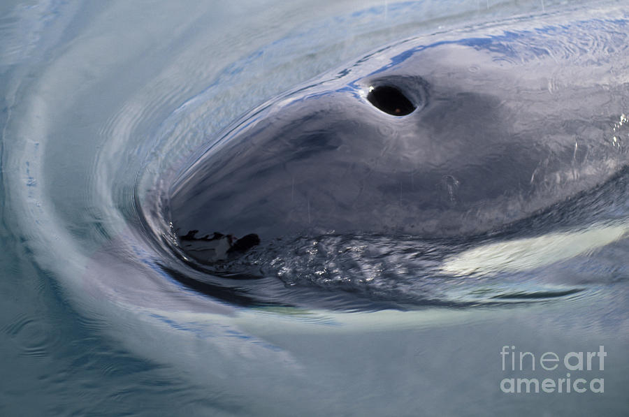 Blowhole Of A Killer Whale Orcinus Orcas Photograph by Ron Sanford