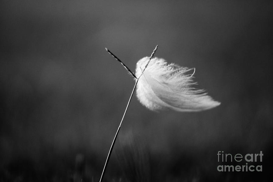 Blowin in the Wind B W Photograph by Lynda Dawson-Youngclaus