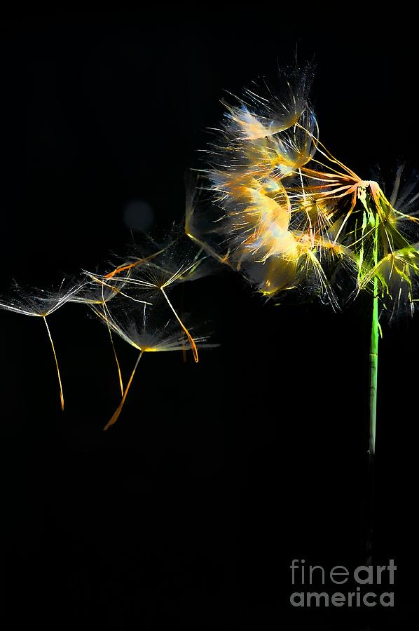 Nature Photograph - Blowing Dandelion by Don Bendickson