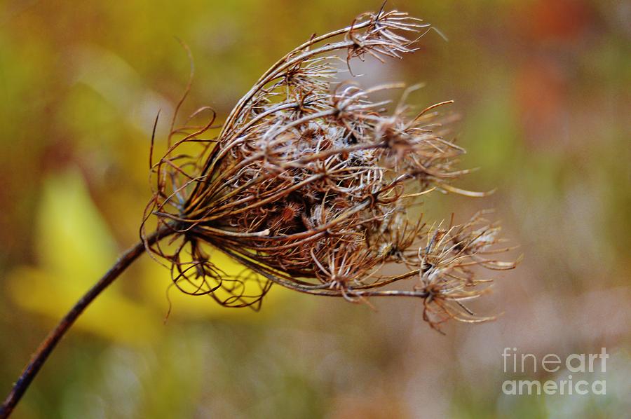 Fall Photograph - Blowing in the Wind by Brigitte Emme