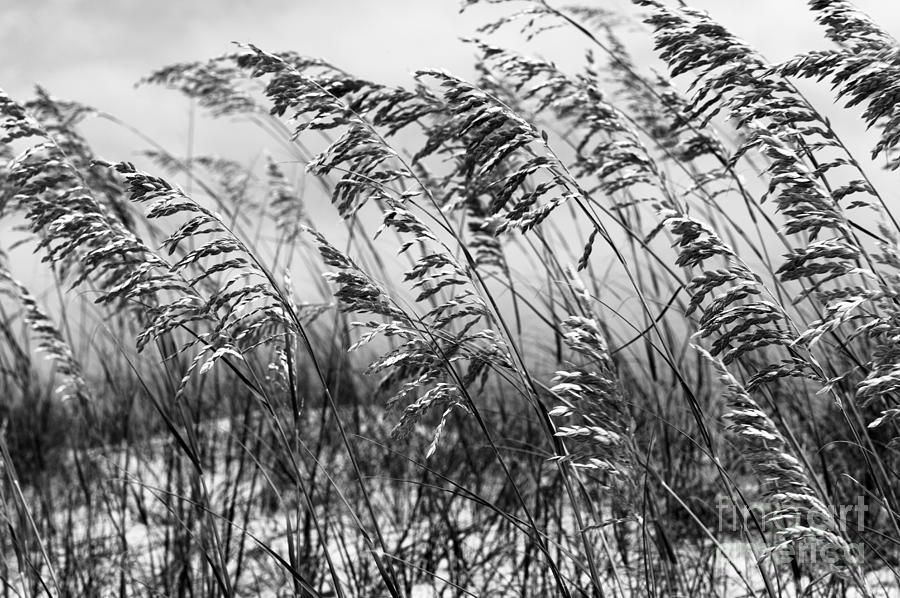 Blowing in the Wind mono Photograph by John Rizzuto