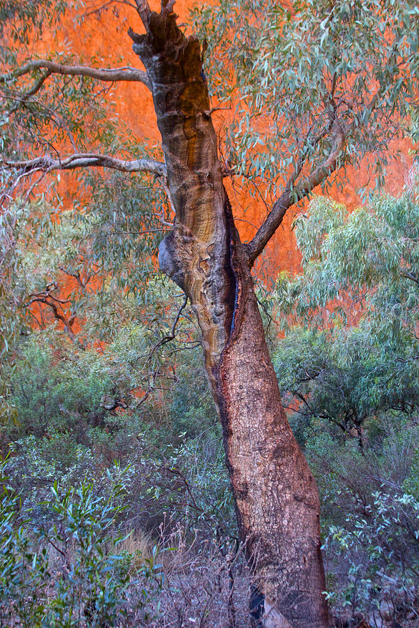 Blue Gum Tree Photograph by Venetia Featherstone-Witty