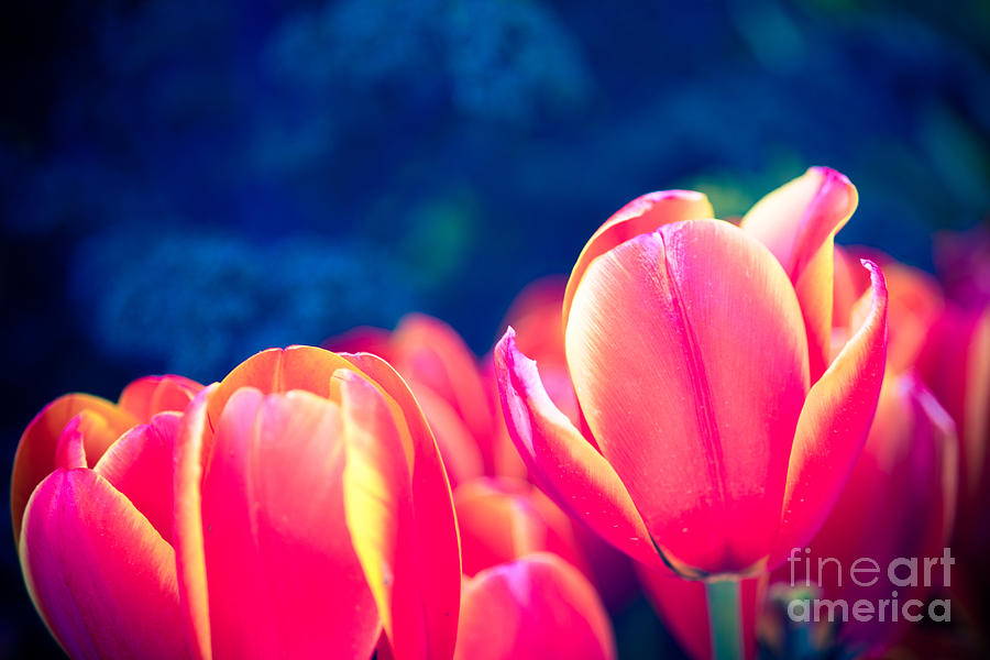 Blu Tulips Photograph by Sonja Quintero