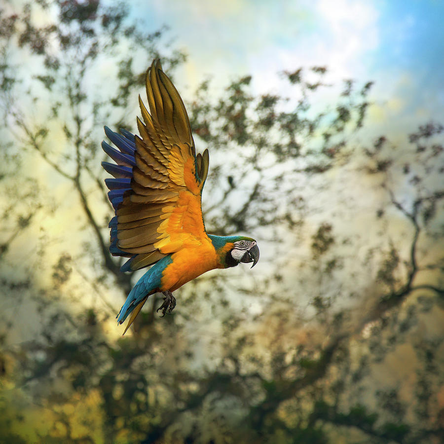 Blue & Yellow Macaw Photograph by Istvan Kadar Photography