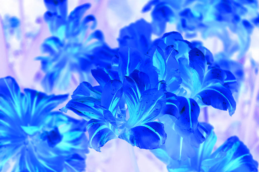 Flower Photograph - Blue Abstract Flowers by Henry Nowick