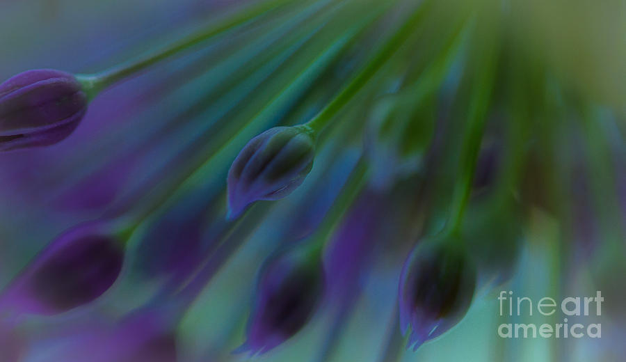 Blue Allium Photograph by Rudy Viereckl