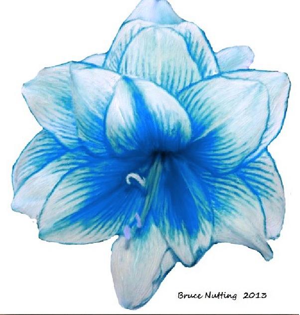 Blue Amaryllis Painting by Bruce Nutting
