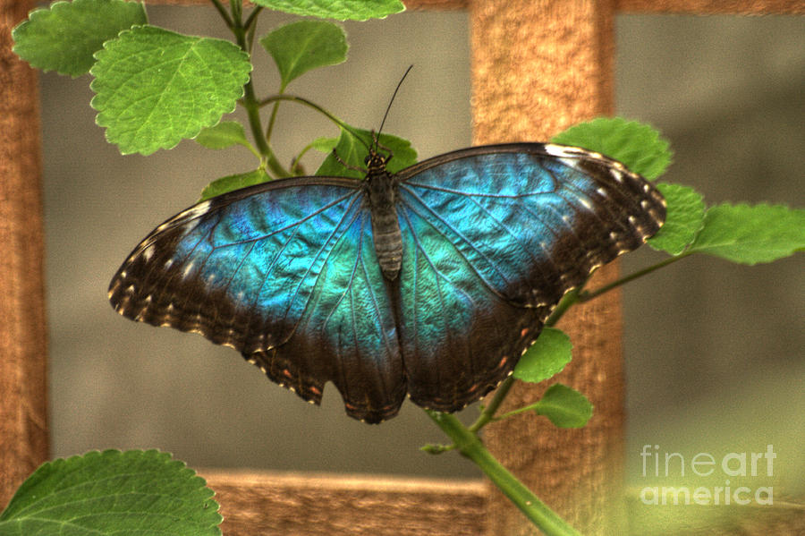 Blue and Black Butterfly Photograph by Jeremy Hayden