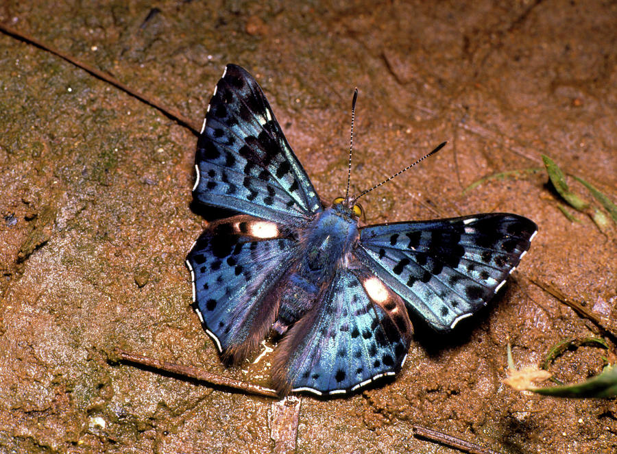 Blue And Black Metal-mark Butterfly From Ecuador Photograph by Dr Morley Read/science Photo Library