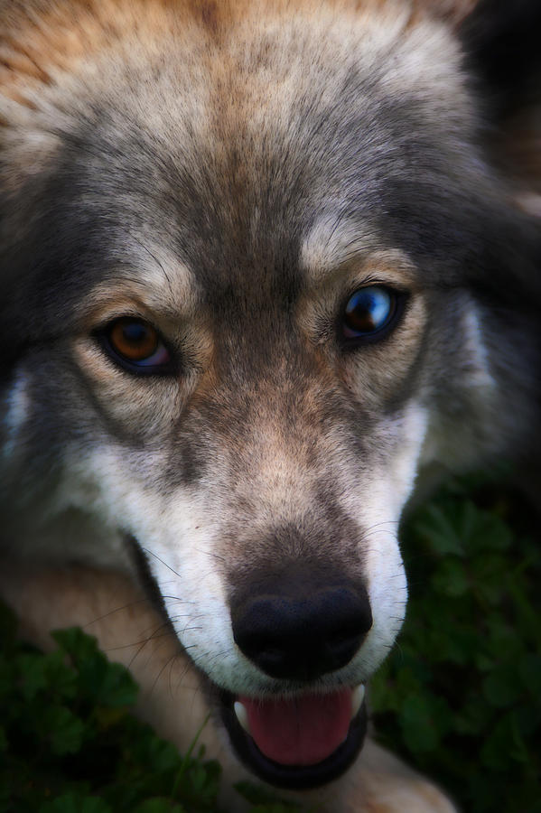Blue Eyed Husky Photograph by Doc Braham