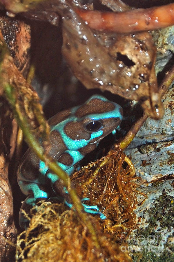 Blue and Brown Poison Dart Frog Digital Art by Eva Kaufman