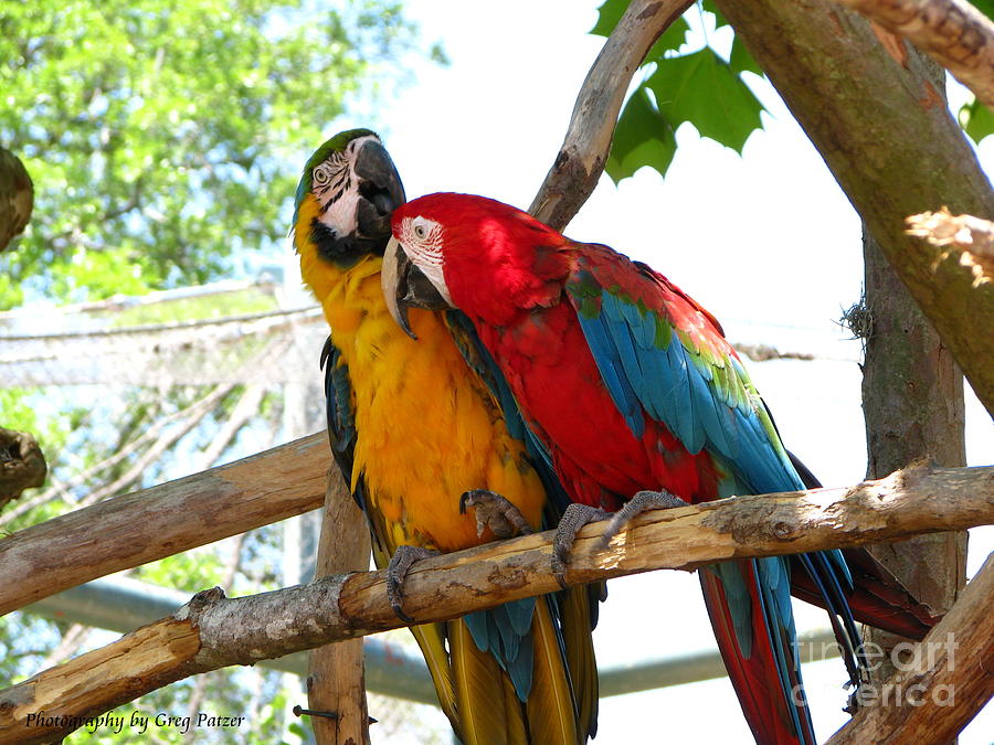 Macaw Photograph - Blue and Gold by Greg Patzer