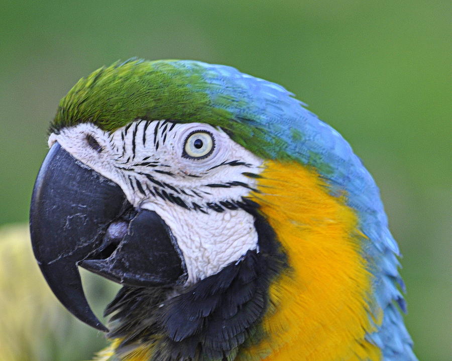 Blue and Gold Macaw Photograph by AJ  Schibig
