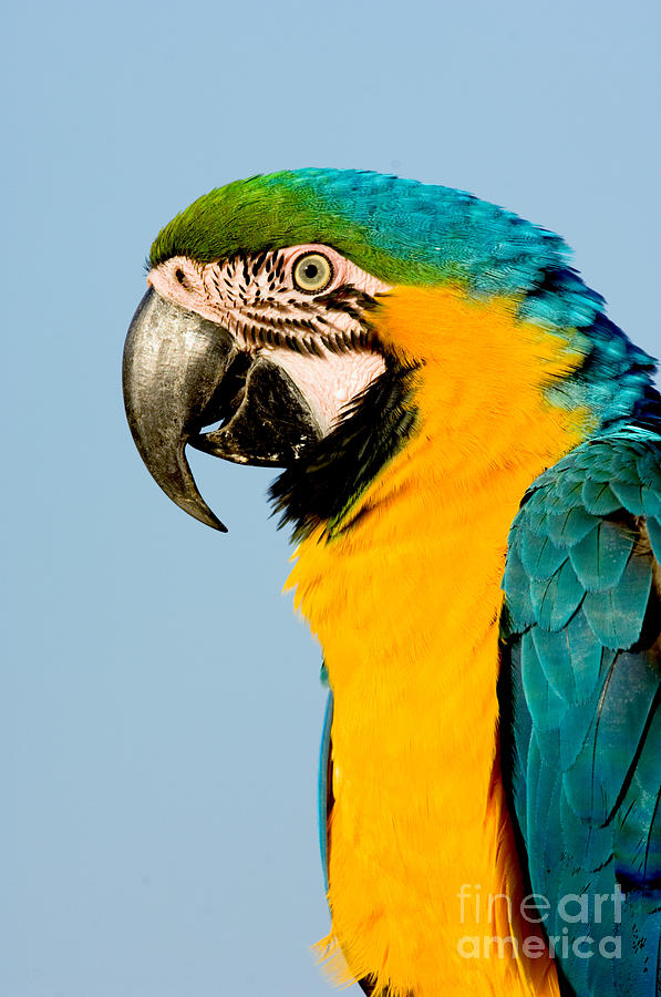 Blue And Gold Macaw Photograph by Anthony Mercieca