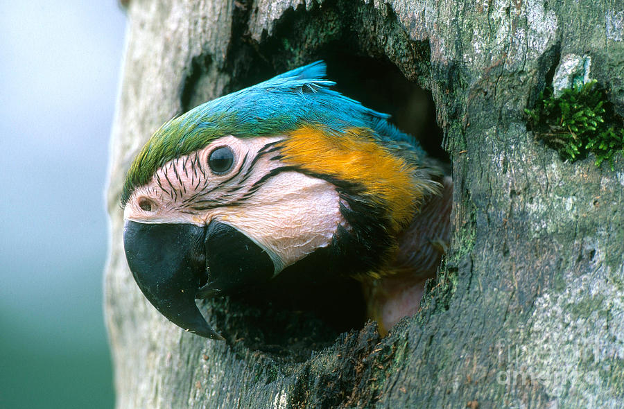 Parrot Photograph - Blue And Gold Macaw by Art Wolfe