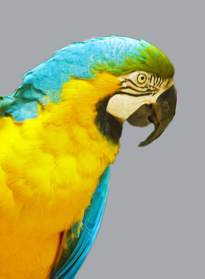 Blue and Gold Macaw Photograph by Bill Barber