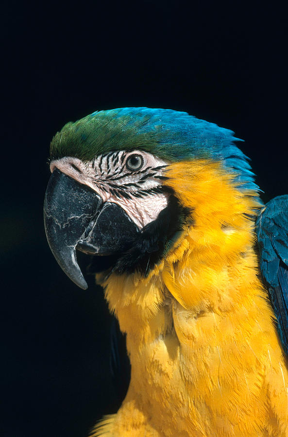 Blue And Gold Macaw Photograph by Gerald C. Kelley