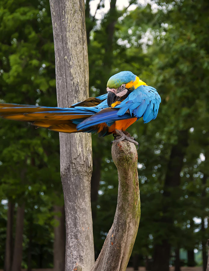 Blue and Gold Macaw grooming itself #1 Photograph by Flees Photos