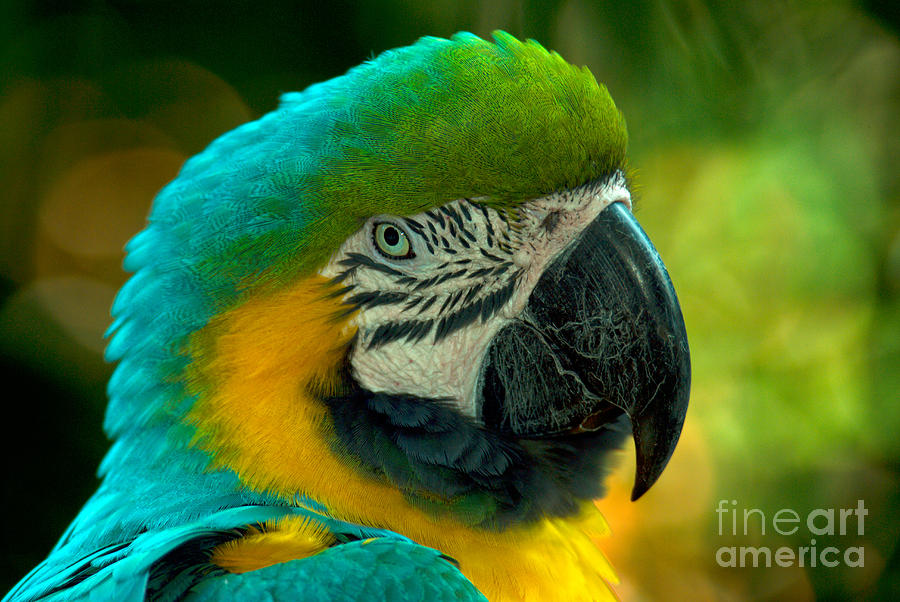 Blue And Gold Macaw Photograph by Mark Newman