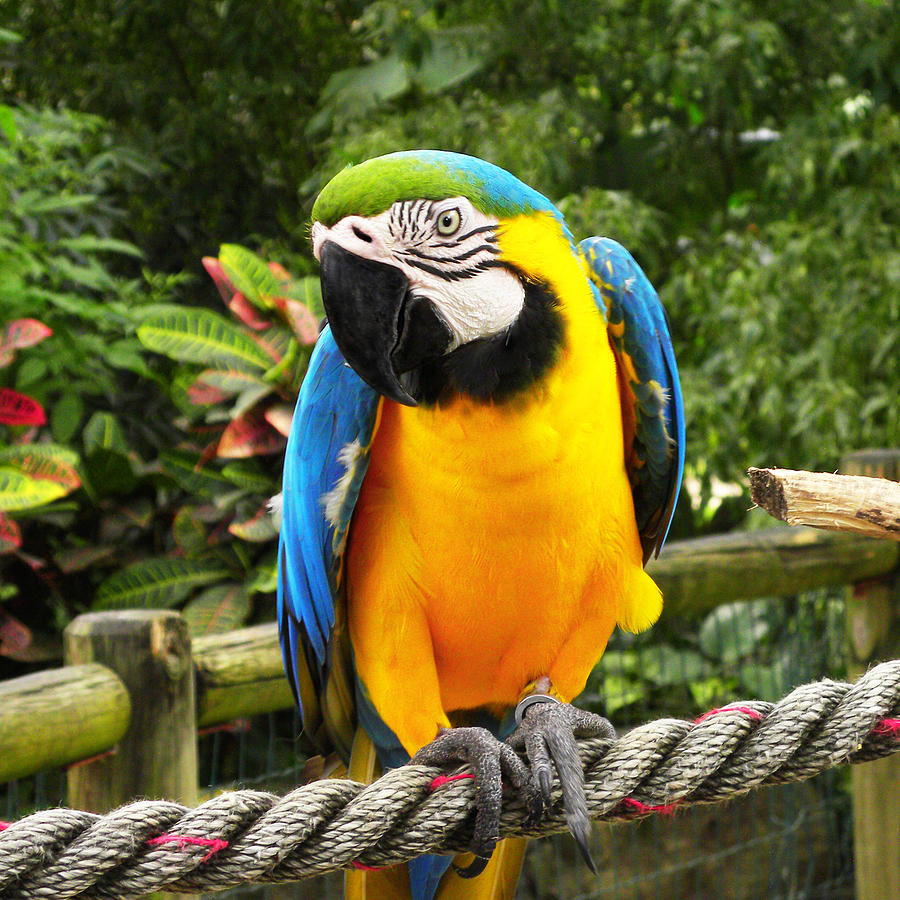 Blue And Gold Macaw Parrot Photograph By Bluedarkart Lem Pixels