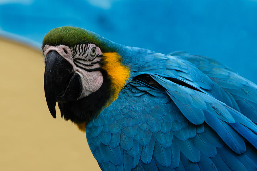 Blue-and-Gold Macaw Parrot Portrait Photograph by Georgia Mizuleva