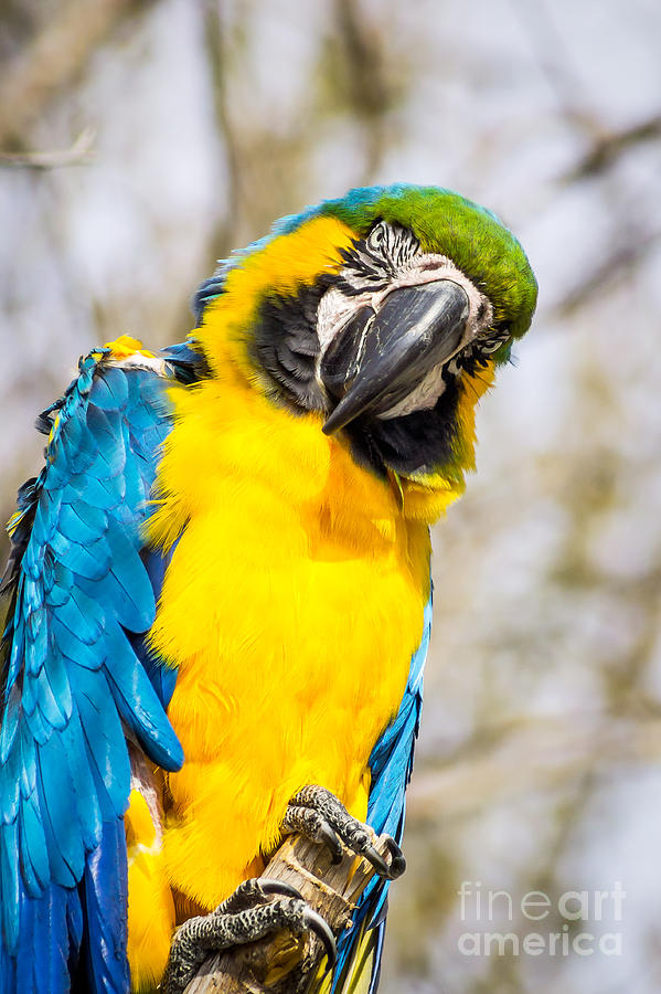 Blue and Gold Macaw parrot Photograph by Imagery by Charly
