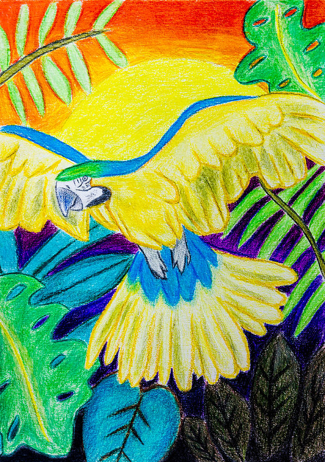 Macaw Drawing - Blue And Gold Macaw by Pati Photography