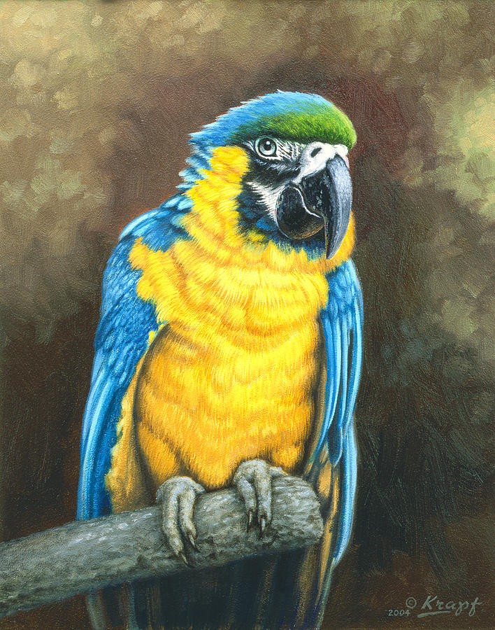 Wildlife Painting - Blue and Gold Macaw by Paul Krapf