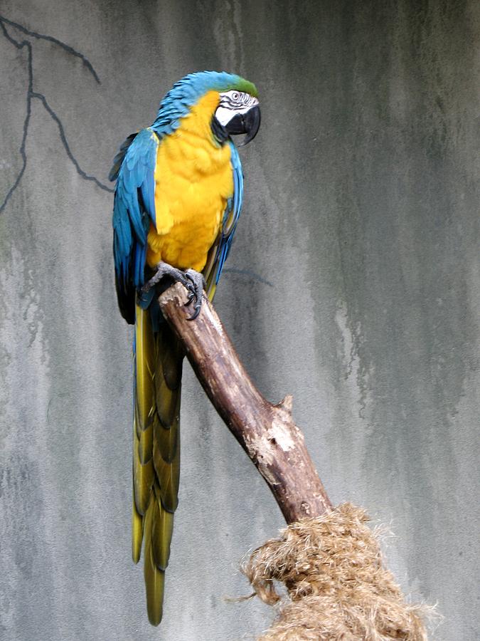 Blue-and-Gold Macaw Portrait Photograph by Andrea Lazar