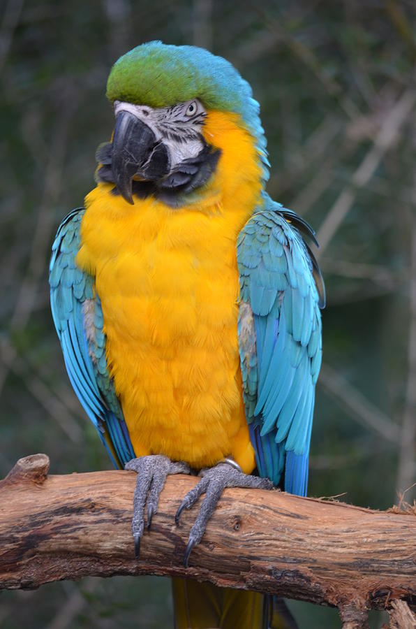 Feather Photograph - Blue and Gold Macaw by Richard Bryce and Family
