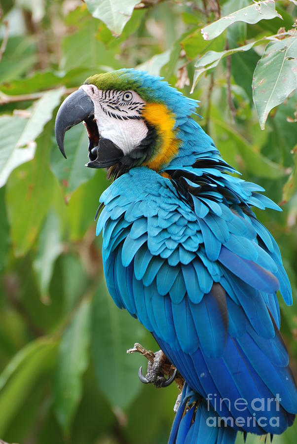blue and gold macaw