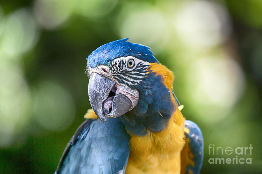 Macaw Photograph - Blue and Gold Macaw V3 by Douglas Barnard