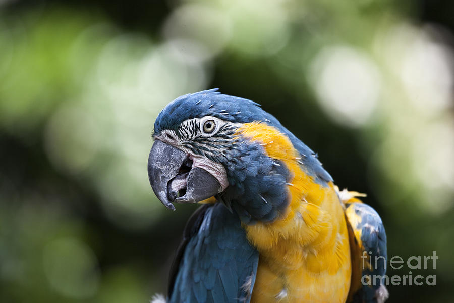 Macaw Photograph - Blue and Gold Macaw V5 by Douglas Barnard