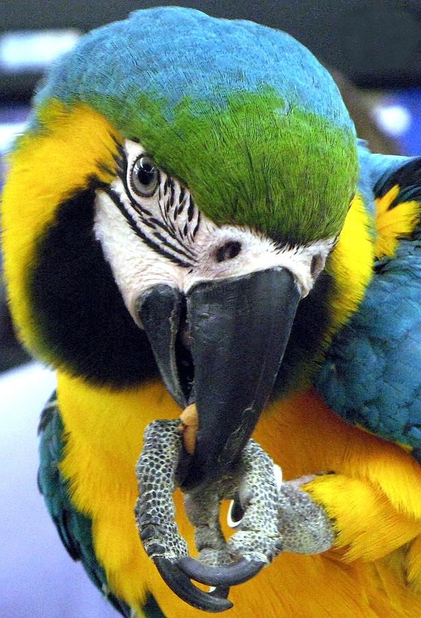 Blue and Gold Macaw with a Peanut Photograph by Andrea Lazar
