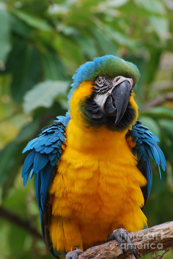 Blue and Gold Macaw with Ruffled Feathers Photograph by DejaVu Designs ...