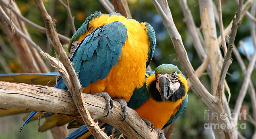 Parrot Photograph - Blue And Gold Macaws by Henrik Lehnerer