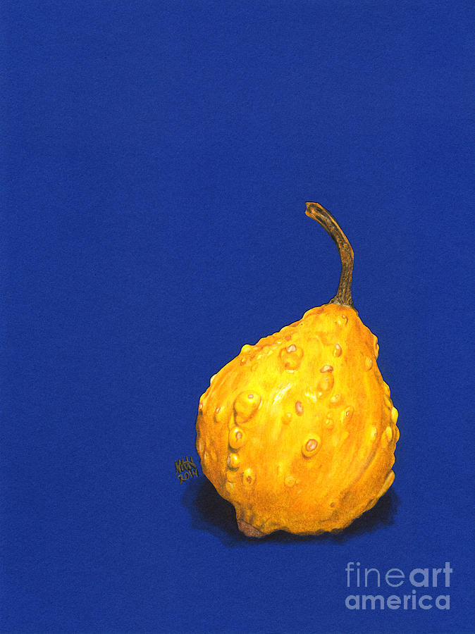 Pebbles Drawing - Blue and Gold Squash #1 by Marcie Heacox