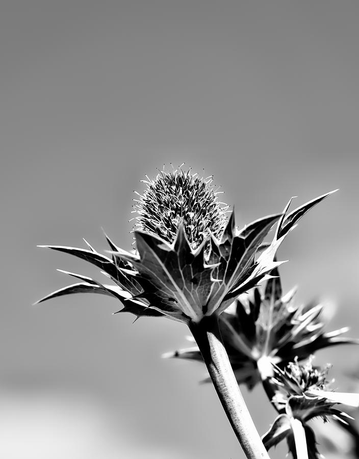 Blue and green BW Green plant in front of a blue sky Photograph by Leif Sohlman
