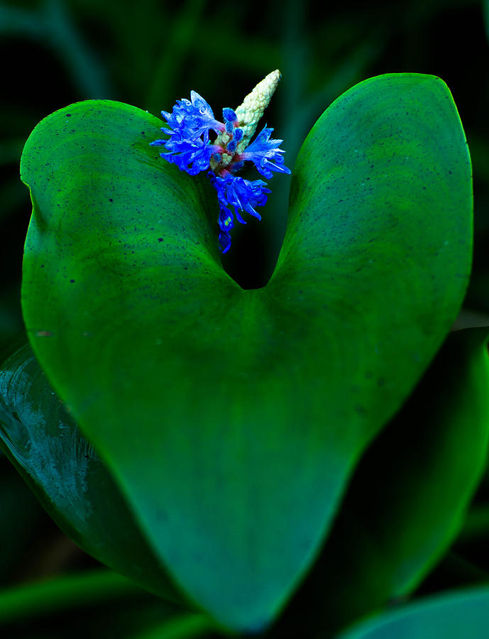 Blue and green Photograph by Haren Images- Kriss Haren